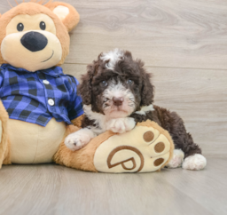 6 week old Mini Labradoodle Puppy For Sale - Seaside Pups