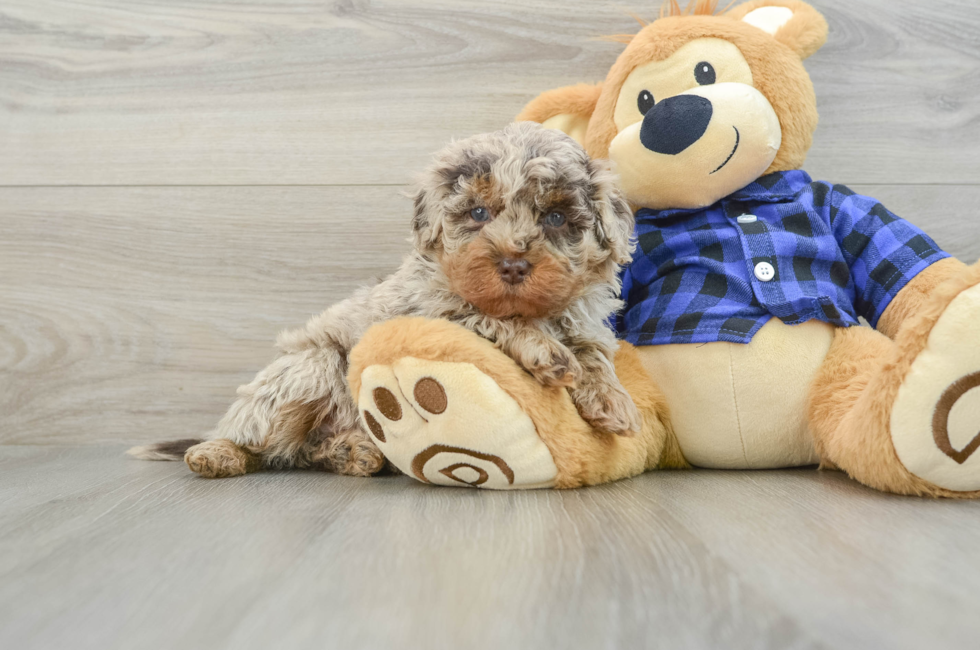 6 week old Mini Labradoodle Puppy For Sale - Seaside Pups