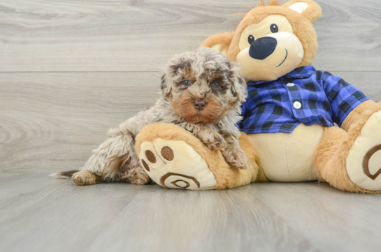 Mini Labradoodle Pup Being Cute