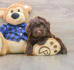 6 week old Mini Labradoodle Puppy For Sale - Seaside Pups