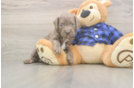 Mini Labradoodle Puppy for Adoption