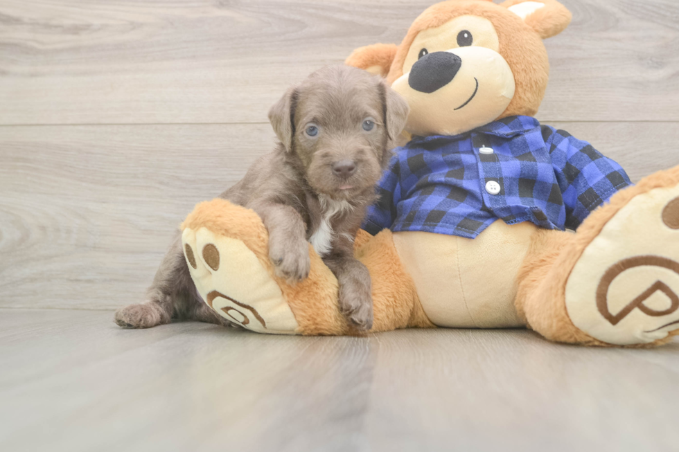 Mini Labradoodle Puppy for Adoption