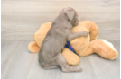 Smart Mini Labradoodle Poodle Mix Pup