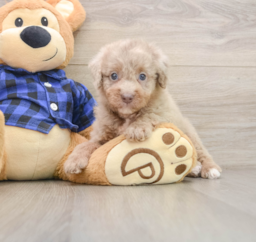 6 week old Mini Labradoodle Puppy For Sale - Seaside Pups