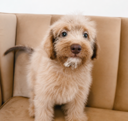 11 week old Mini Labradoodle Puppy For Sale - Seaside Pups