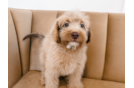 Cute Mini Labradoodle Poodle Mix Pup