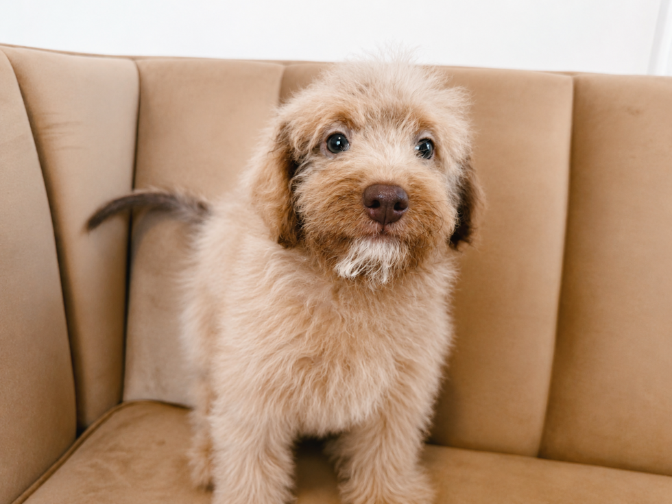 Cute Mini Labradoodle Poodle Mix Pup