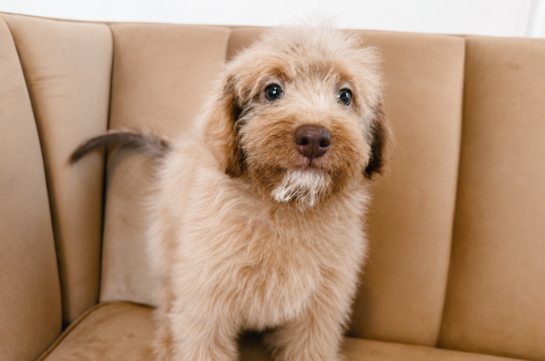 Cute Mini Labradoodle Poodle Mix Pup