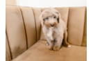 Best Mini Labradoodle Baby