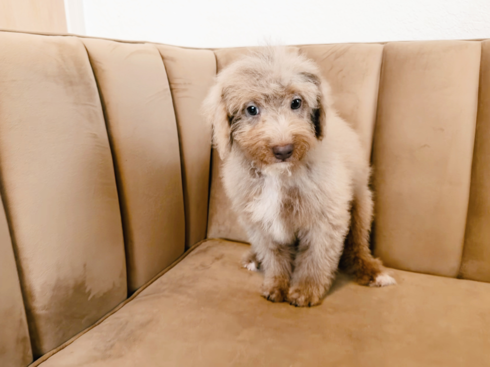 Best Mini Labradoodle Baby