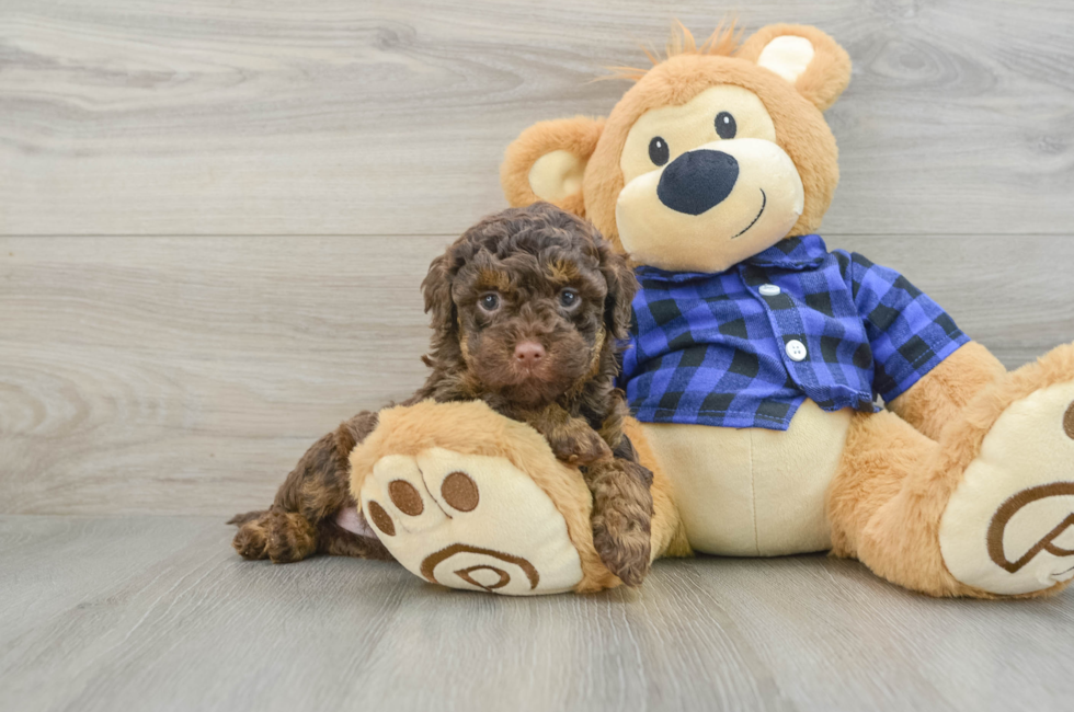 6 week old Mini Labradoodle Puppy For Sale - Seaside Pups