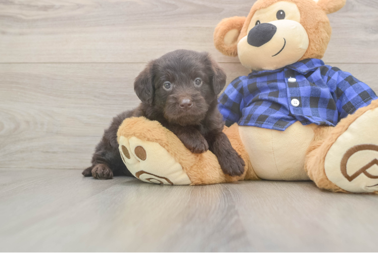 Little Labrapoo Poodle Mix Puppy