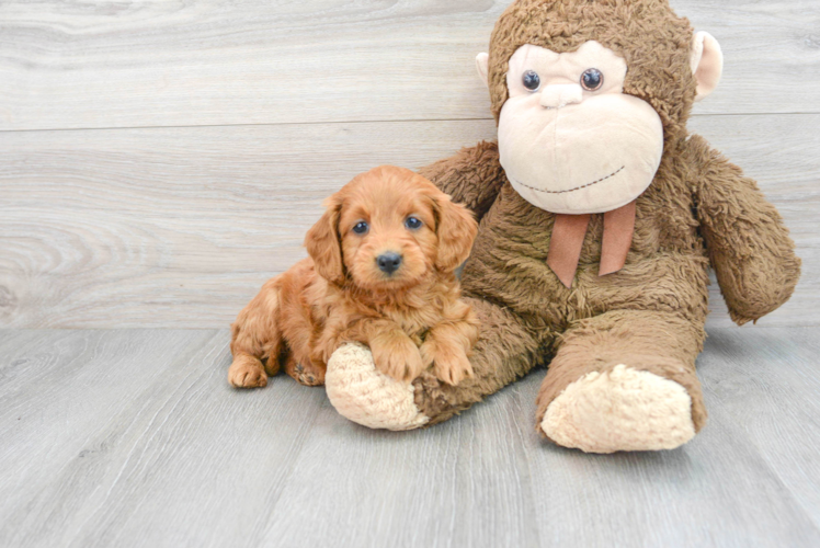 Mini Labradoodle Pup Being Cute
