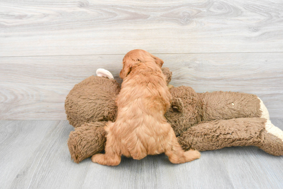 Mini Labradoodle Puppy for Adoption