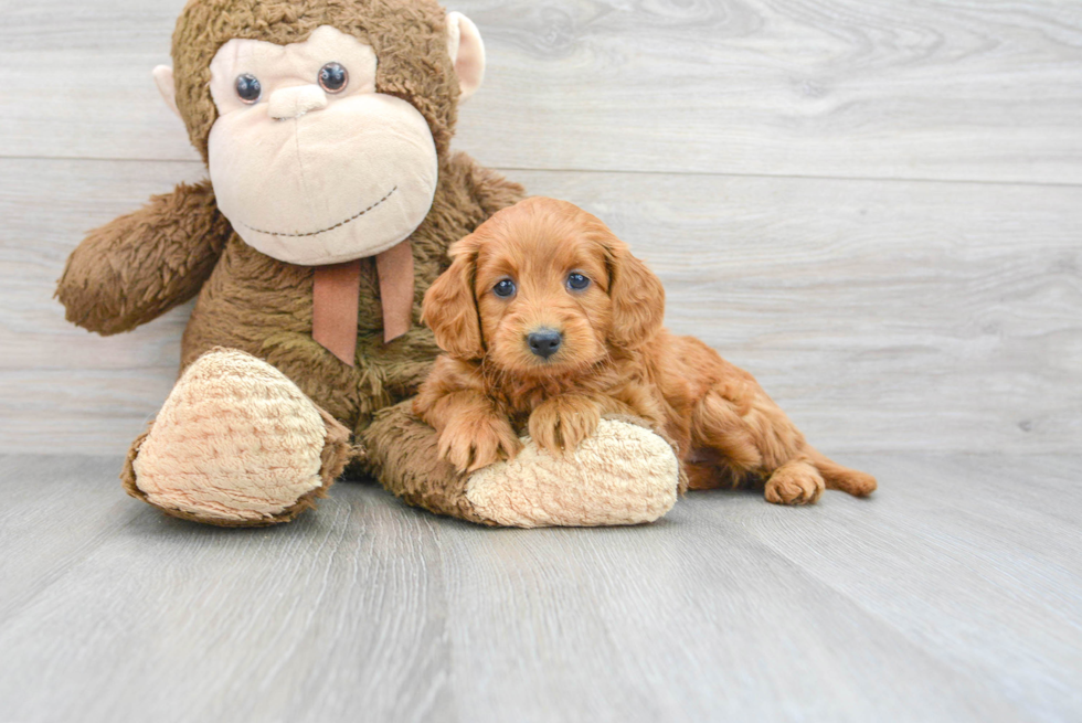 Petite Mini Labradoodle Poodle Mix Pup