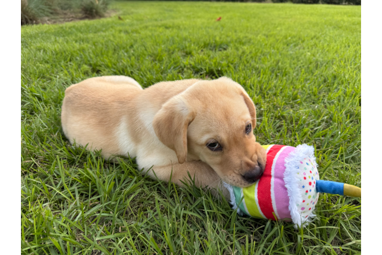 Mini Labradoodle Pup Being Cute