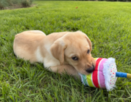 12 week old Mini Labradoodle Puppy For Sale - Seaside Pups