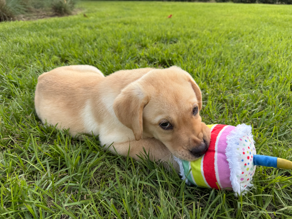 Mini Labradoodle Pup Being Cute