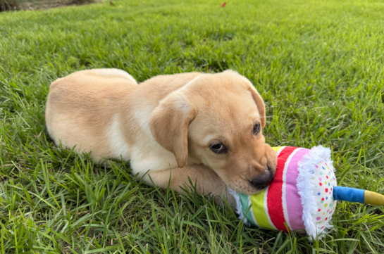 Mini Labradoodle Pup Being Cute