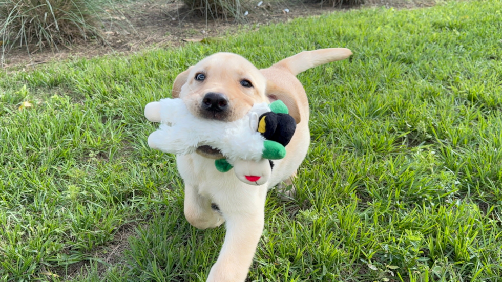 Mini Labradoodle Pup Being Cute