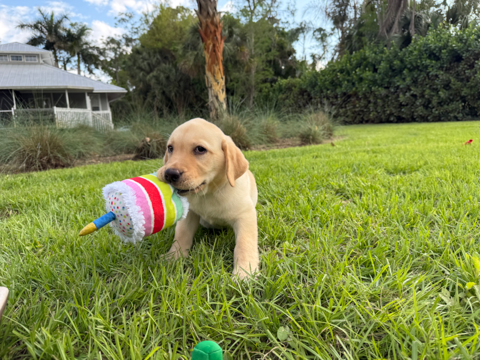 Mini Labradoodle Puppy for Adoption
