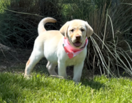 12 week old Mini Labradoodle Puppy For Sale - Seaside Pups