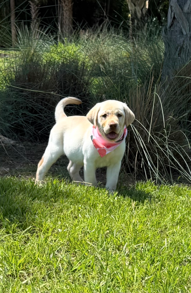 Best Mini Labradoodle Baby