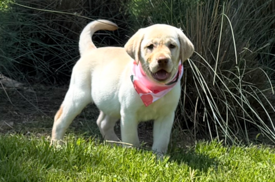 Best Mini Labradoodle Baby