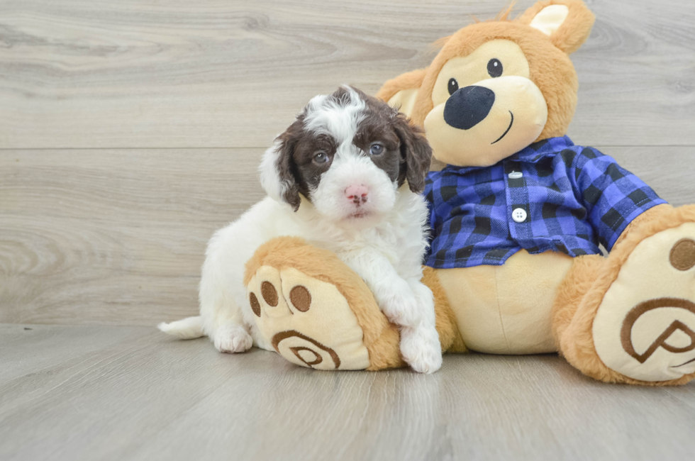 6 week old Mini Labradoodle Puppy For Sale - Seaside Pups