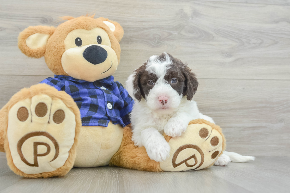 Best Mini Labradoodle Baby