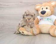 5 week old Mini Labradoodle Puppy For Sale - Seaside Pups