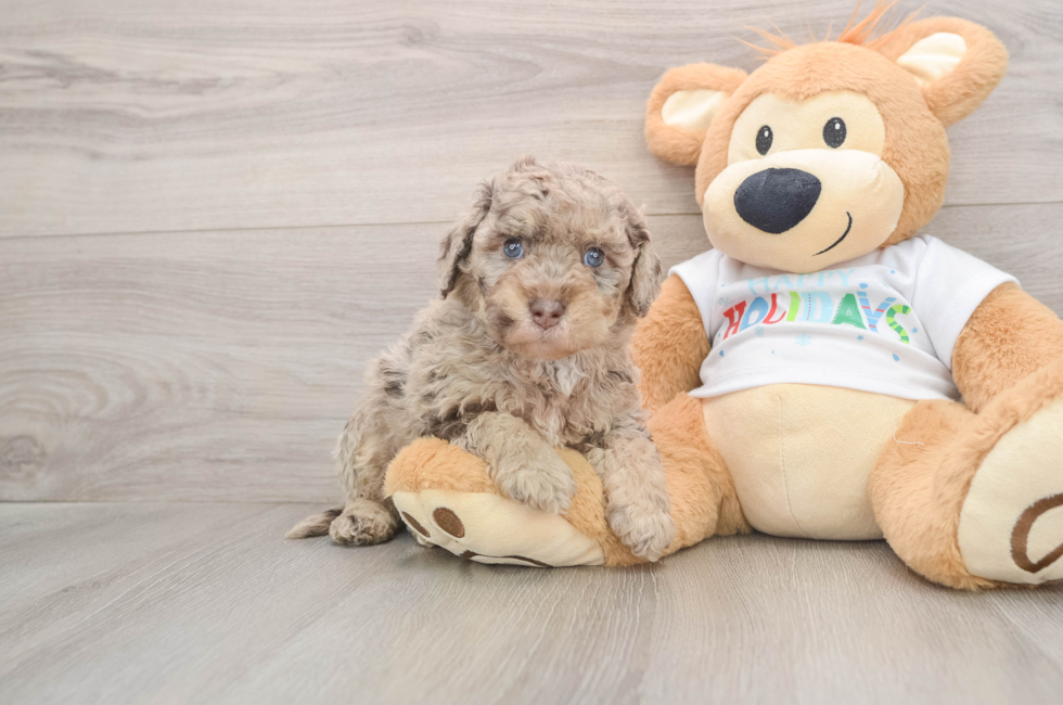 5 week old Mini Labradoodle Puppy For Sale - Seaside Pups
