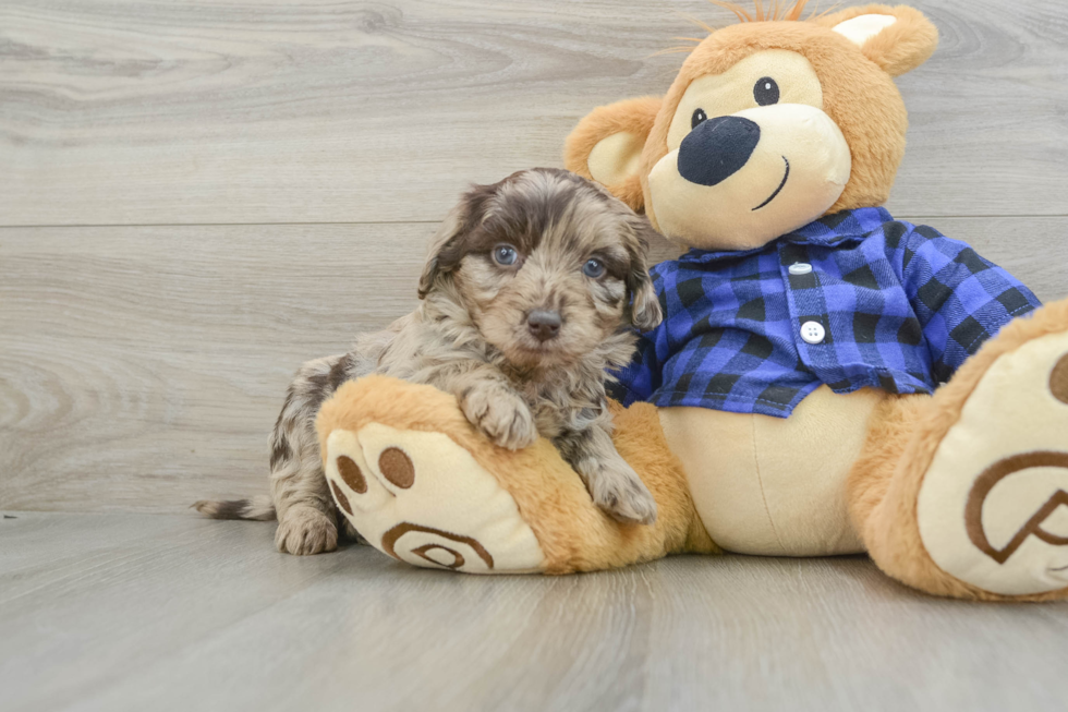 Fluffy Mini Labradoodle Poodle Mix Pup