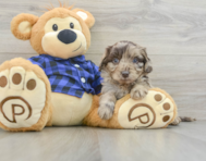 8 week old Mini Labradoodle Puppy For Sale - Seaside Pups