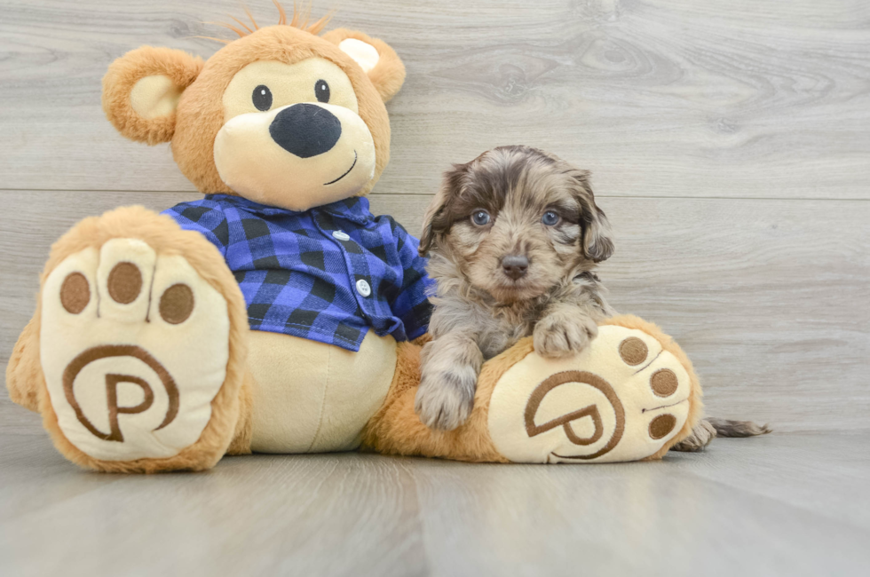 6 week old Mini Labradoodle Puppy For Sale - Seaside Pups