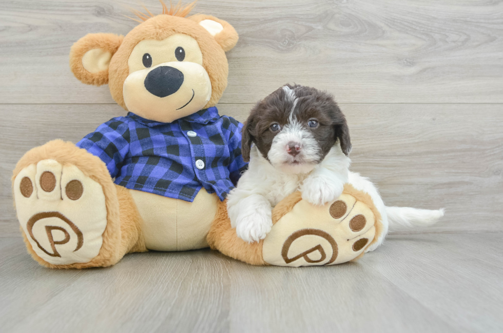 6 week old Mini Labradoodle Puppy For Sale - Seaside Pups