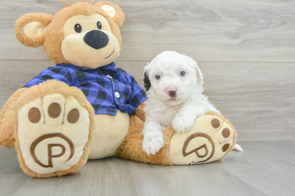 6 week old Mini Labradoodle Puppy For Sale - Seaside Pups