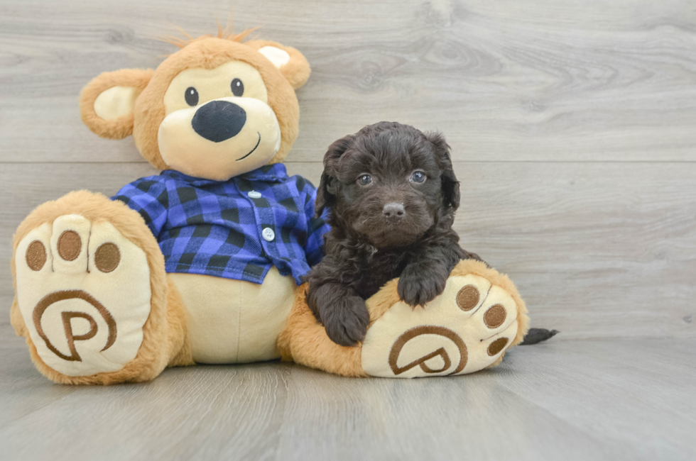 6 week old Mini Labradoodle Puppy For Sale - Seaside Pups