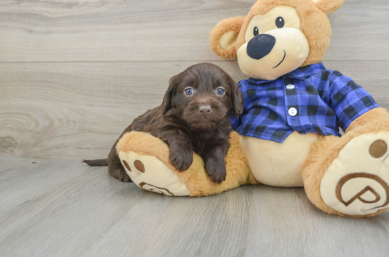 Energetic Labrapoo Poodle Mix Puppy