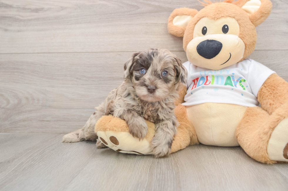 5 week old Mini Labradoodle Puppy For Sale - Seaside Pups