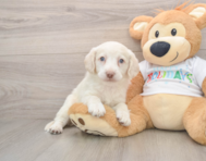 5 week old Mini Labradoodle Puppy For Sale - Seaside Pups