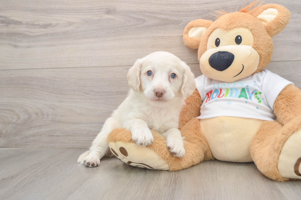 5 week old Mini Labradoodle Puppy For Sale - Seaside Pups