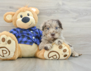 8 week old Mini Labradoodle Puppy For Sale - Seaside Pups