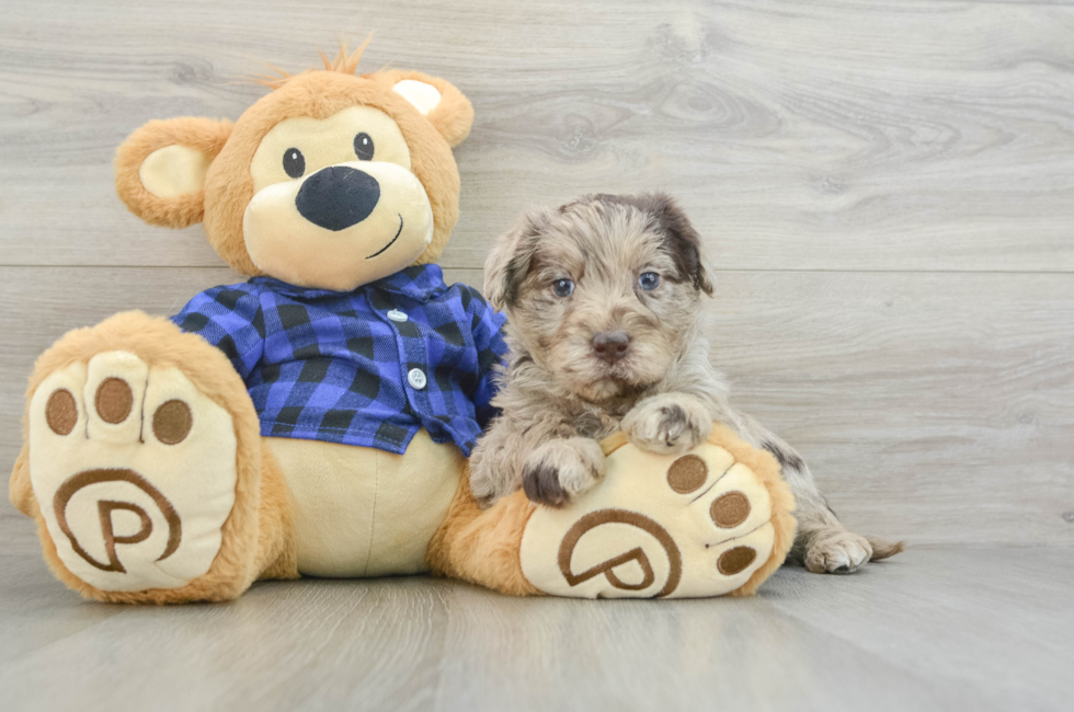 6 week old Mini Labradoodle Puppy For Sale - Seaside Pups