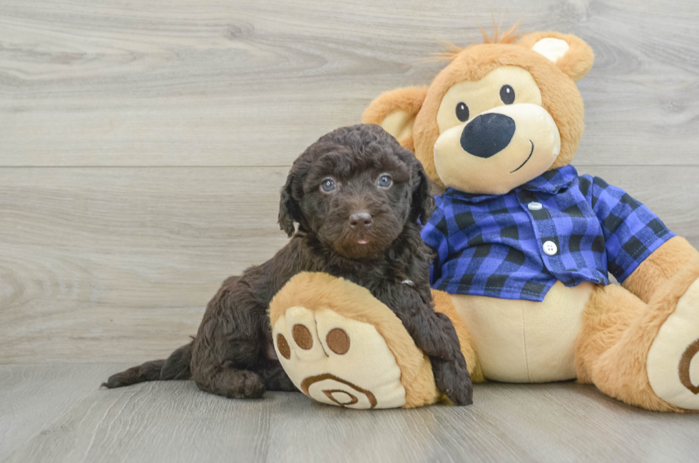 6 week old Mini Labradoodle Puppy For Sale - Seaside Pups