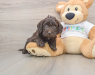 5 week old Mini Labradoodle Puppy For Sale - Seaside Pups