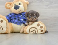 7 week old Mini Labradoodle Puppy For Sale - Seaside Pups