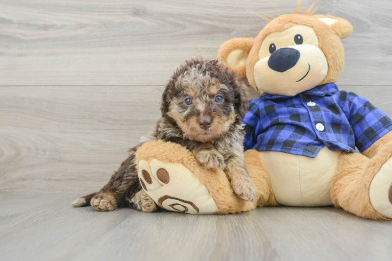 Meet Potter - our Mini Labradoodle Puppy Photo 1/3 - Seaside Pups