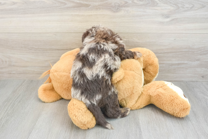 Meet Potter - our Mini Labradoodle Puppy Photo 2/3 - Seaside Pups