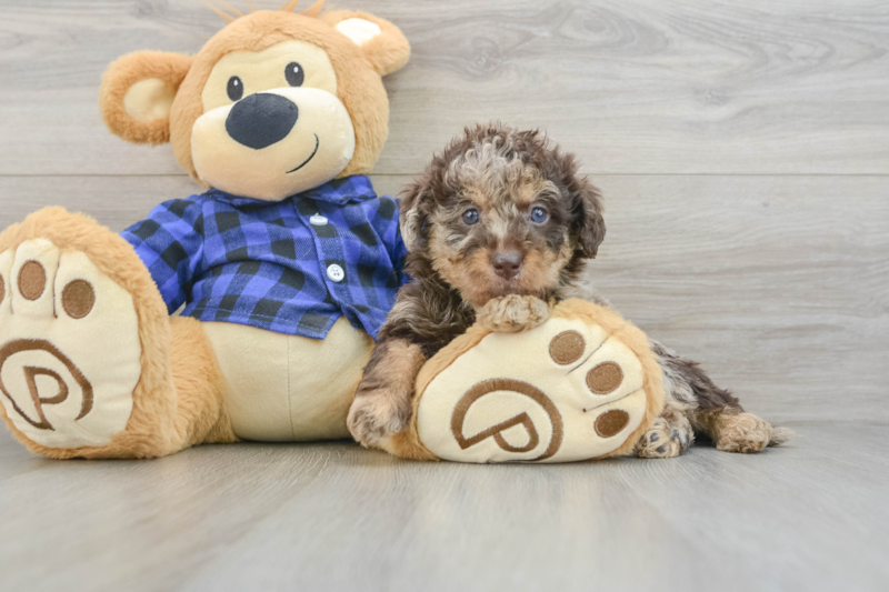 Meet Potter - our Mini Labradoodle Puppy Photo 3/3 - Seaside Pups